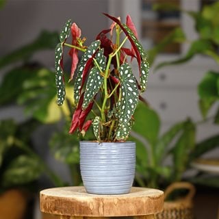 Angel wing begonia, Begonia maculata