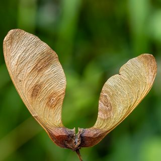 Maple tree seed pods