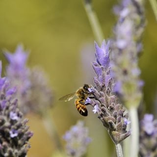 Bee On French Lavender, Pollinator
Shutterstock.com
New York, NY
