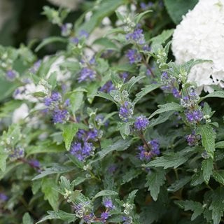 Caryopteris And Hydrangea, Beyond Midnight Bluebeard
Proven Winners
Sycamore, IL