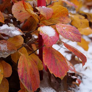 Fothergilla In Snow
Proven Winners
Sycamore, IL