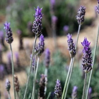 A Guide to Growing French Lavender