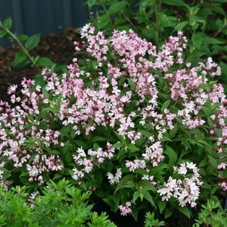 Yuki Cherry Blossom, Pink Flowering Shrub
Proven Winners
Sycamore, IL