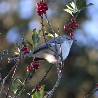 Natural Bird-Safe Pest Control for Bird Lover's