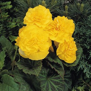Nonstop® Yellow tuberous begonia