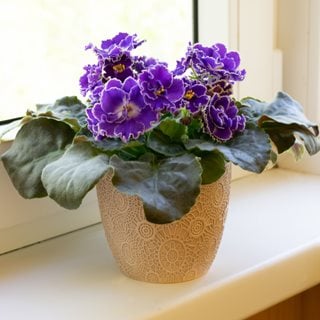 African Violet Plant, Flowering Houseplant
Shutterstock.com
New York, NY