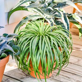 Bad Hair Day Mangave
Proven Winners
Sycamore, IL