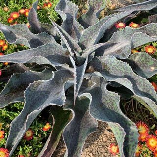 'catch A Wave' Mangave
Proven Winners
Sycamore, IL