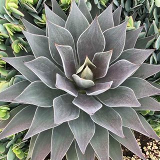 'lavender Lady' Mangave
Proven Winners
Sycamore, IL