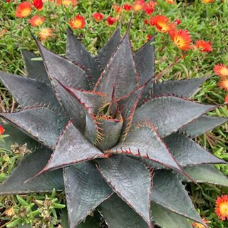 'tooth Fairy' Mangave
Proven Winners
Sycamore, IL