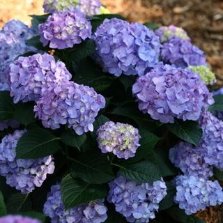 Let's Dance Blue Jangles bigleaf hydrangea