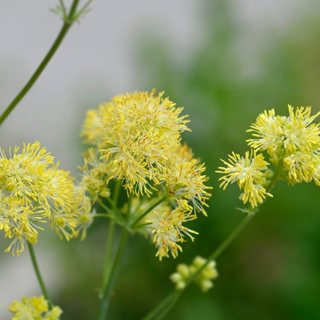 Yellow Meadow Rue, Thalictrum Flavum
Shutterstock.com
New York, NY