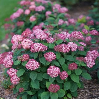 Invincibelle Ruby Hydrangea, Smooth Hydrangea Flower
Proven Winners
Sycamore, IL