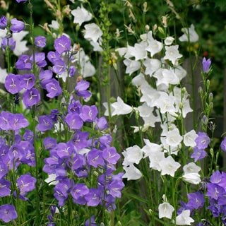 Campanula Persicifolia, Purple And White Bellflower
Shutterstock.com
New York, NY
