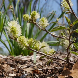 Legend Of The Fall Flower, Spring Fothergilla, Bottlebrush Flower
Proven Winners
Sycamore, IL
