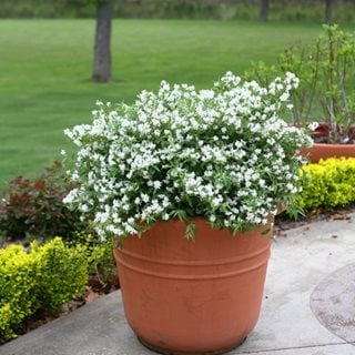 Yuki Snowflake Deutzia In Container
Proven Winners
Sycamore, IL