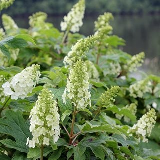 Gatsby Gal Hydrangea Flowers, Oakleaf Hydrangea Flowers
Proven Winners
Sycamore, IL