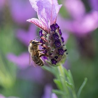Spanish Lavender With Bee, Lavender With Bee
Shutterstock.com
New York, NY