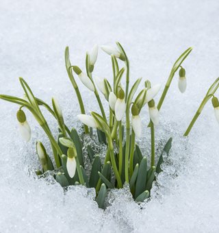 Galanthus, Snowdrop, Winter Blooming
"Dream Team's" Portland Garden
Shutterstock.com
New York, NY