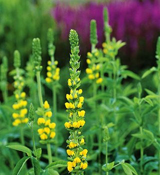 Yellow Flowers, Pea Flowers 
Garden Design
Calimesa, CA