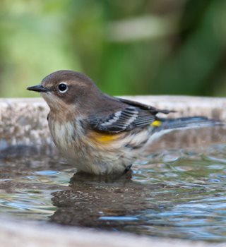 BIRD IN BIRDBATH