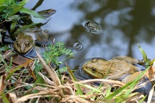 Gardening for Wildlife: 10 Ideas for a Wildlife Garden | Garden Design Gardening for Wildlife: 10 Ideas for a Wildlife Garden | Garden Design on Wildlife Pond Design
id=63112