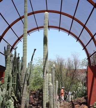 Shade Structure, Succulents, Desert Botanical Garden
Debra Lee Baldwin
San Diego, CA