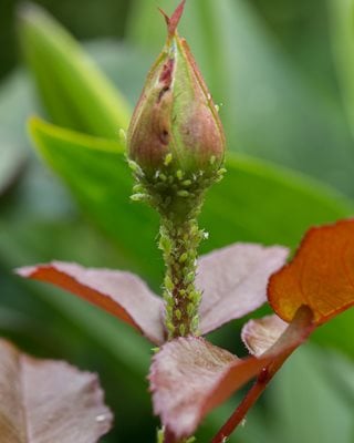 Aphids On Rose Bud, Aphids On Roses
"Dream Team's" Portland Garden
Shutterstock.com
New York, NY