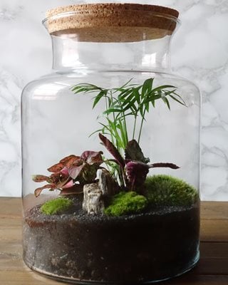 Closed terrarium - what is it and how does it work?