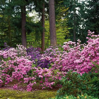 RHODODENDRON DAVIDSONIANUM