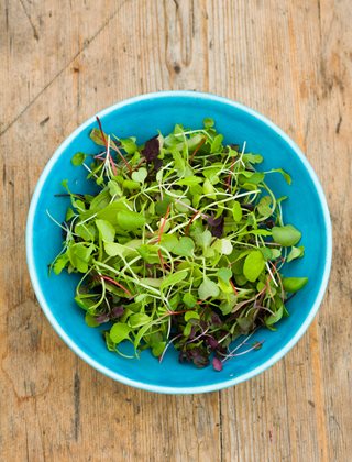 Growing Microgreens, Edibles
Garden Design
Calimesa, CA