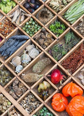 Seed Saving Tips