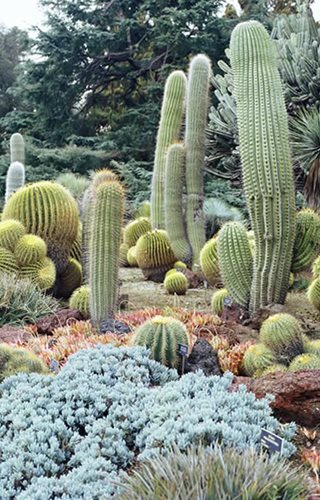 Succulent and Cacti Pictures
Huntington Botanical Gardens
San Marino, CA