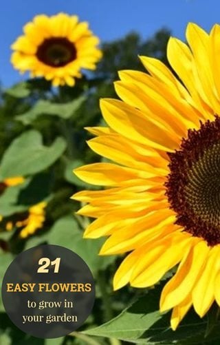21 Easy Flowers for Beginners Garden Design