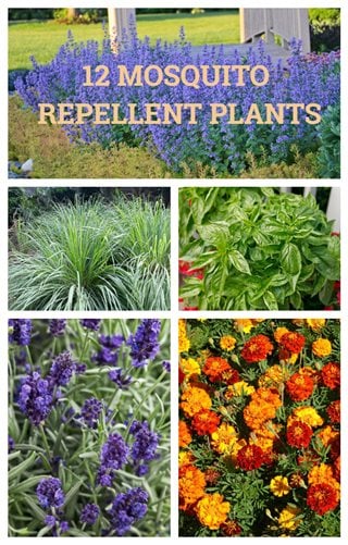 12 Mosquito Repellent Plants | Garden Design