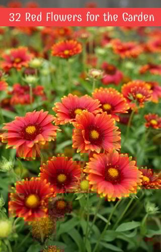 Red Flowers For The Garden
Garden Design
Calimesa, CA
