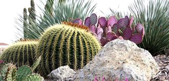 Succulents, Celebration, Waterwise Botanicals
Garden Design
Calimesa, CA
