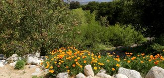 American Public Gardens, California
Garden Design
Calimesa, CA