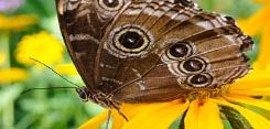 Butterflies And Blooms, Chicago Botanic Garden
Garden Design
Calimesa, CA