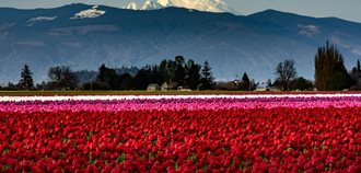 Skagit Valley Tulip Festival
Garden Design
Calimesa, CA