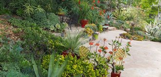 Succulent Garden
Debra Lee Baldwin
San Diego, CA