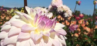 Dahlia Festival, Swan Island
Garden Design
Calimesa, CA