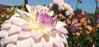 Dahlia Festival, Swan Island
Garden Design
Calimesa, CA