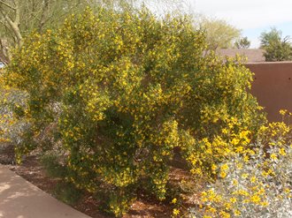 Creosote Bush, Larrea Tridentate, Desert Shrub
Mountain States Wholesale Nursery
Glendale , AZ
