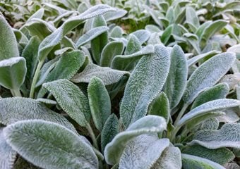 'silver Carpet' Lamb's Ear, Stachys Byzantina
Shutterstock.com
New York, NY