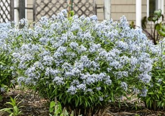 Amsonia 'storm Cloud'
Proven Winners
Sycamore, IL