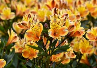 Summer Breeze Alstroemeria
Proven Winners
Sycamore, IL