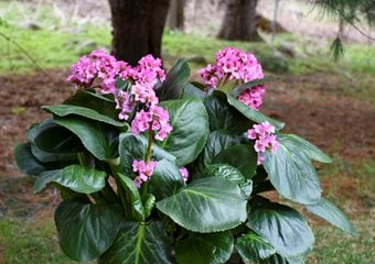 Bergenia Plant, Bergenia Cordifolia
Proven Winners
Sycamore, IL