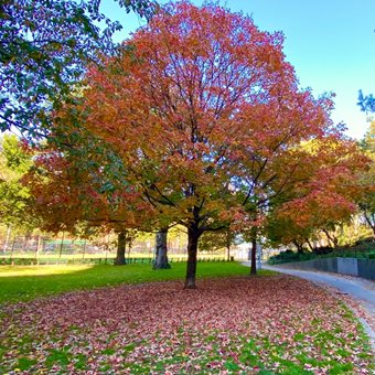 Sugar Maple Tree, Acer Saccharum
Shutterstock.com
New York, NY