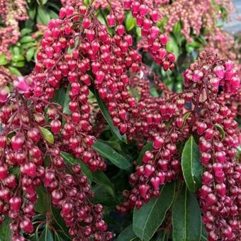 Interstella Japanese Pieris, Pieris Japonica
Proven Winners
Sycamore, IL